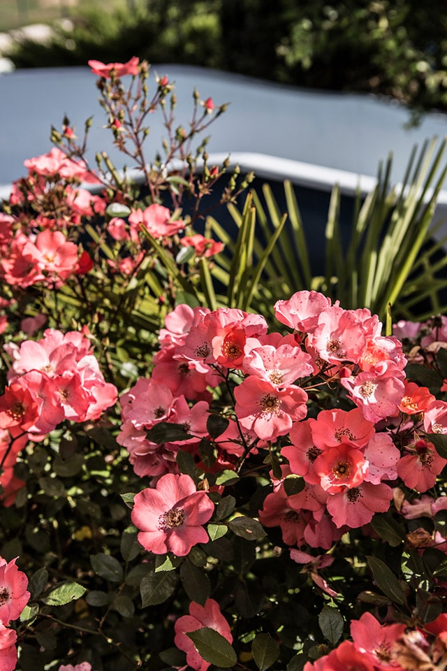 Photo d'une jardinière