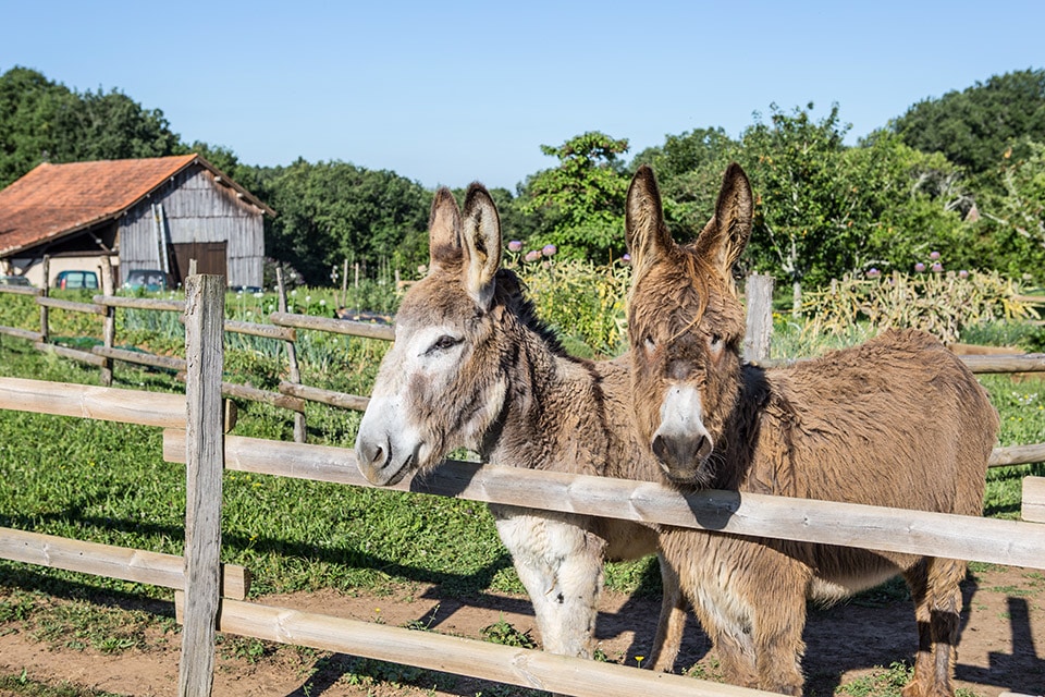 Ferme du camping Domaine de Fromengal - Dordogne