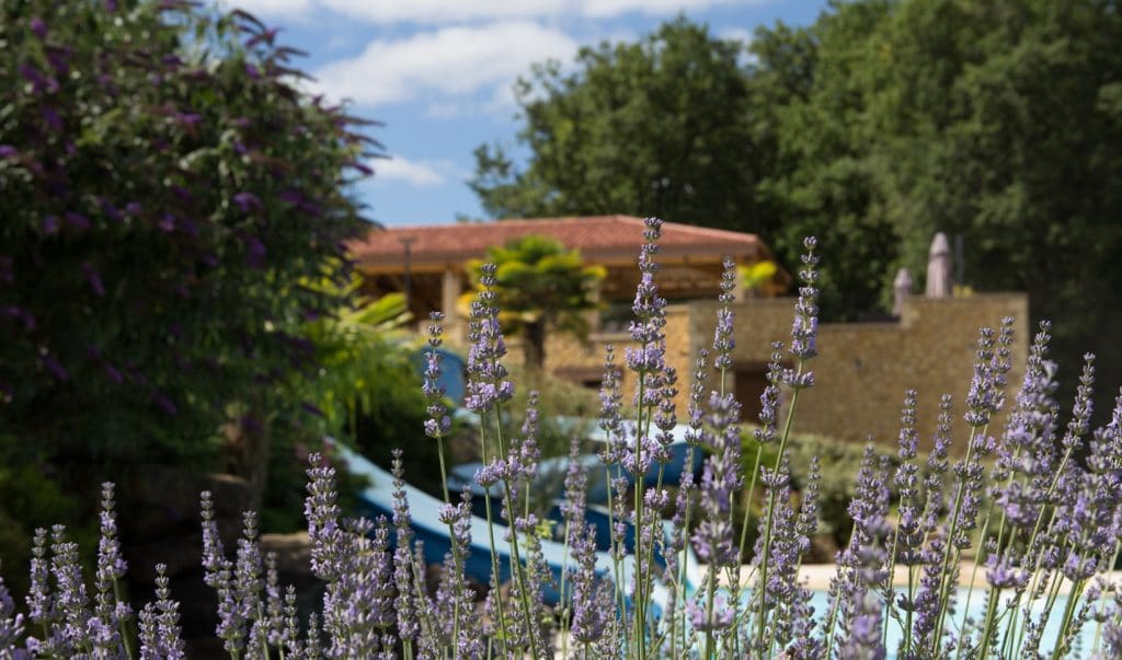 lavandes et piscines du domaine de Fromengal