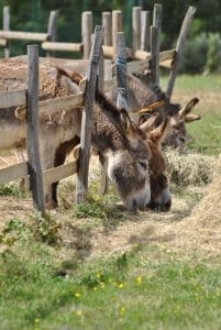 Domaine De Fromengal : Camping De Charme En Dordogne