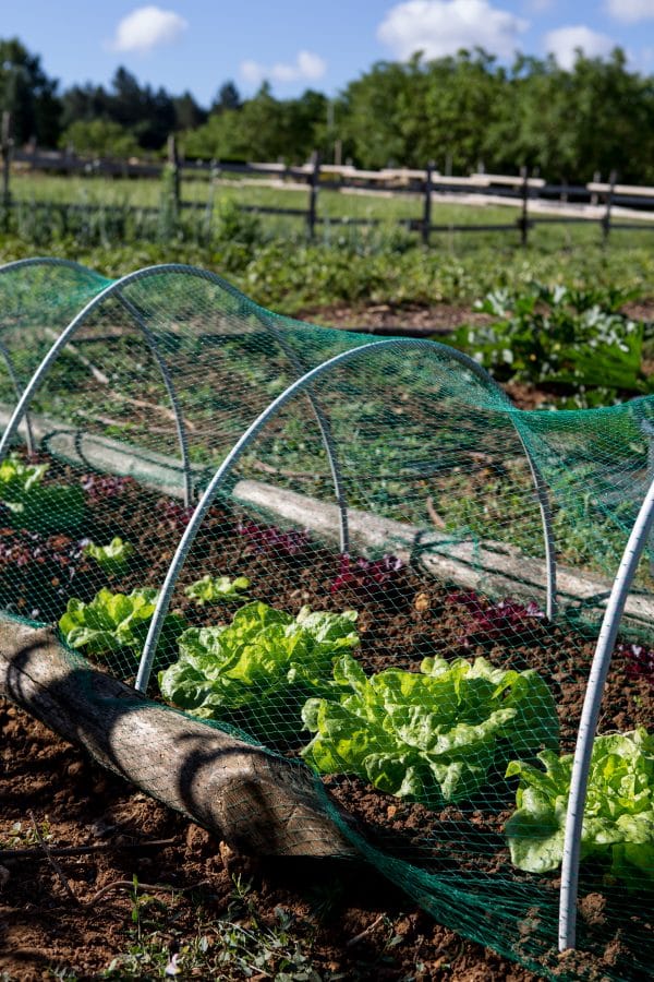 Potager du camping Domaine de Fromengal à Buisson-le-Cadouin