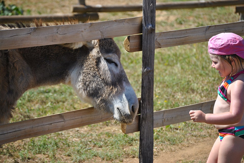 Domaine De Fromengal: Donkeys