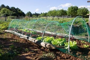 Domaine De Fromengal : Salades Du Potager