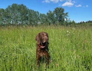 Partir en vacances en Dordogne avec son chien